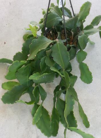 http://www.cloudjungle.com/CloudJungle/Cactaceae/rhipsalis/rhipsalis pachyptera 11-2.jpg